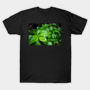 Green Leaves Droplet Photo T-Shirt